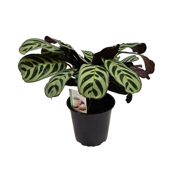 Ctenanthe Burle Marxii - 12CM