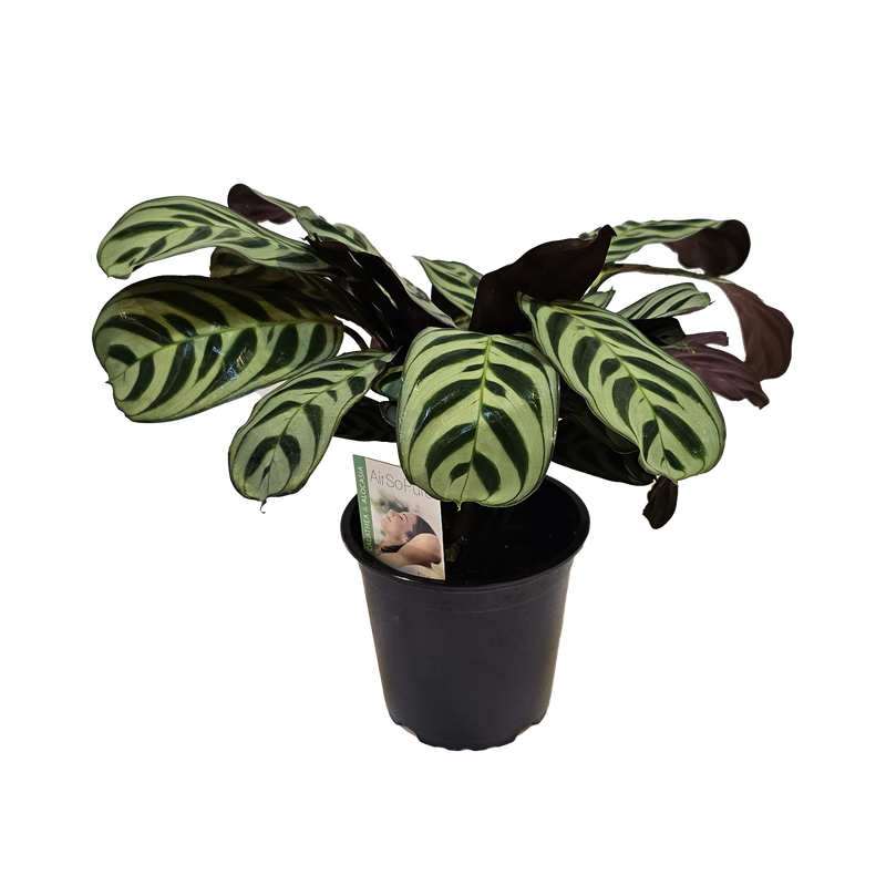 Ctenanthe Burle Marxii - 12CM