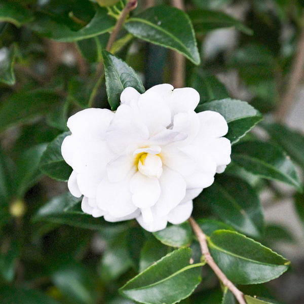 Camellia Sasanqua Slimline Avalanche - 1.5L