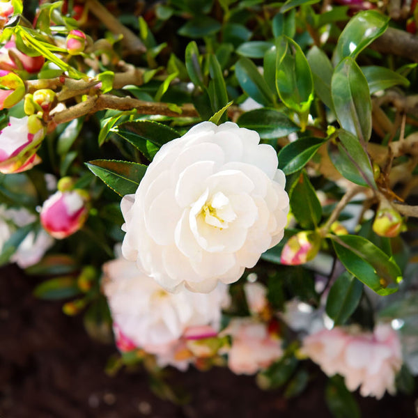 Camellia Early Pearly - 3.3L