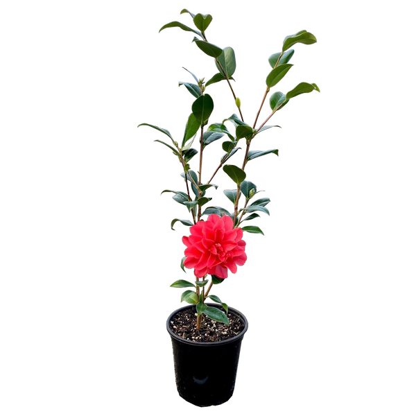 Camellia Mark Allen - 3.5L