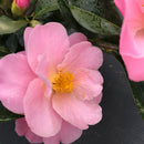 Camellia Nicky Crisp - 3.5L