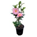 Camellia Nicky Crisp - 3.5L