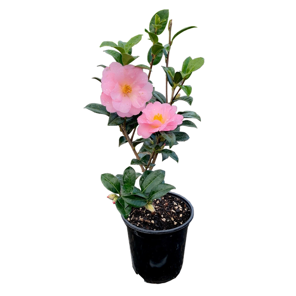 Camellia Nicky Crisp - 3.5L