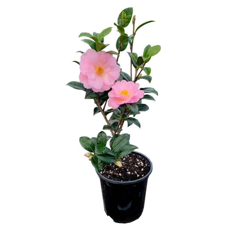 Camellia Nicky Crisp - 3.5L
