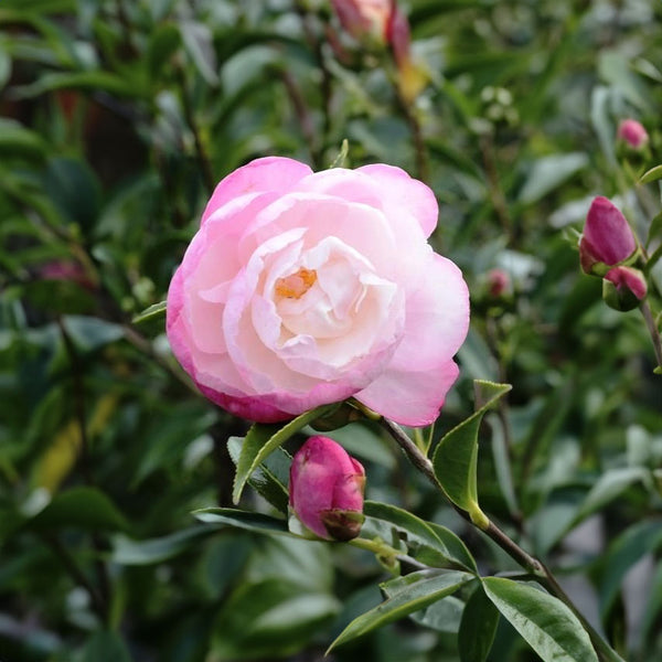 Camellia Paradise Pearl - 1.5L