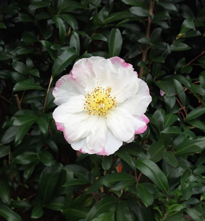 Camellia Sasanqua Paradise Vanessa - 1.5L