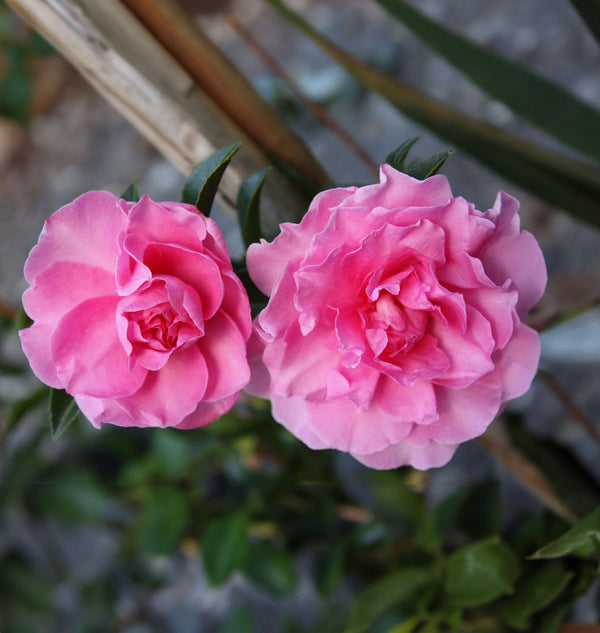 Camellia Sasanqua Slimline With Love - 1.5L