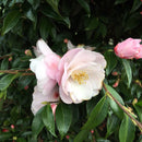 Camellia Sugar & Spice - 1.5L