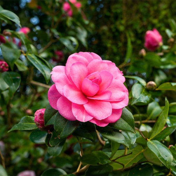 Camellia Waterlily - 3.3L