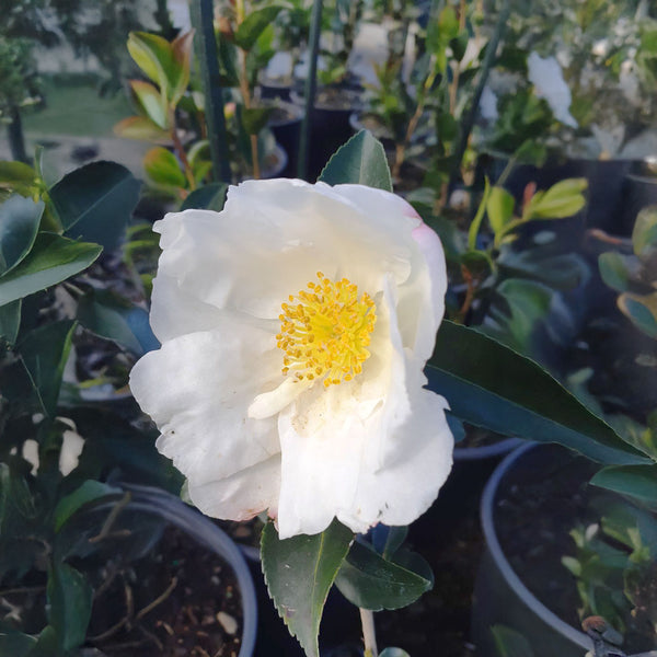 Camellia Sasanqua Blizzard - 1.5L