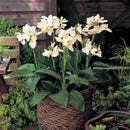 Canna Kneehigh White 2.5L