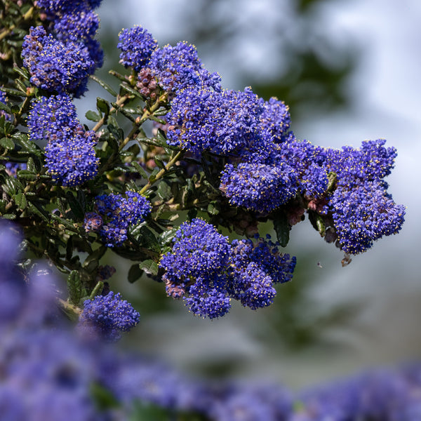 Ceanothus Blue Sapphire - 1.9L