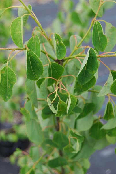 Cercidiphyllum Jap Pendula