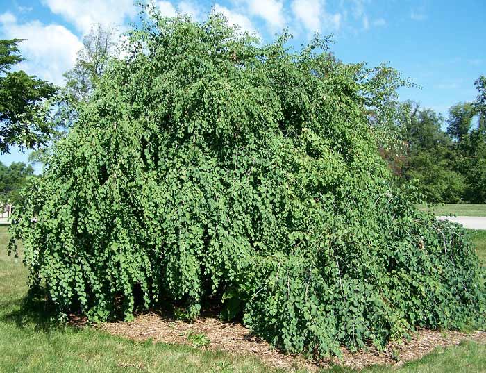 Cercidiphyllum Jap Pendula