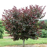 Cercis Can Merlot PB28