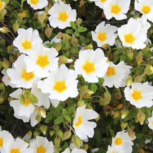 Cistus Snowmound - 2.5L