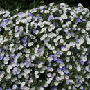 Convolvulus Two Moons 2.4L