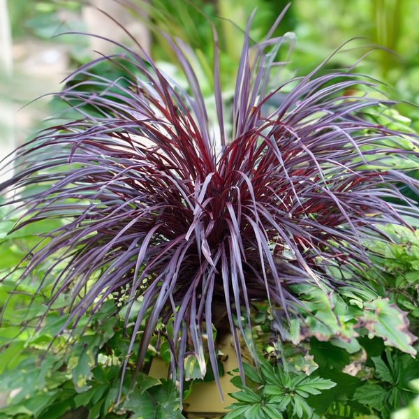 Cordyline Design A Line Burgundy - 2.5L