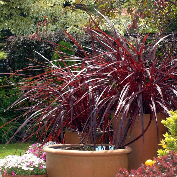 Cordyline Red Fountain - 2.5L