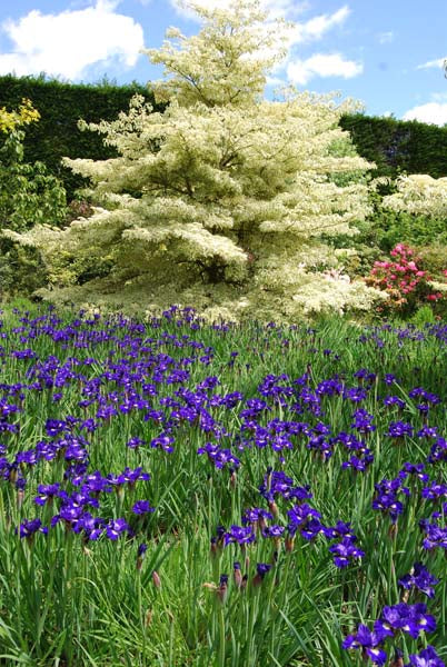 Cornus Controversa Varigata