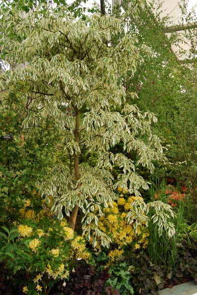 Cornus Controversa Varigata