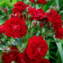 Crimson Siluetta 1.8M