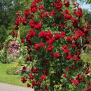 Crimson Siluetta 1.8M