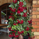 Crimson Siluetta 1.8M