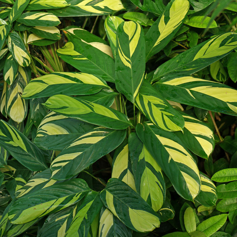 golden mosaic prayer plant Ctenanthe Golden Mosaic