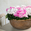 Cyclamen Merengue 13CM