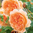 Dame Judi Dench David Austin Bush