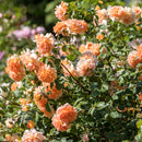 Dame Judi Dench David Austin Bush