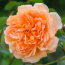 Dame Judi Dench David Austin Bush