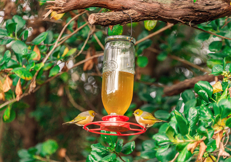 Nectar Feeder