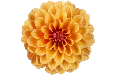 Dahlia Hypnotica 2.5L