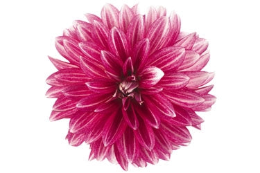 Dahlia Hypnotica 2.5L