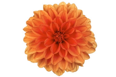 Dahlia Hypnotica 2.5L