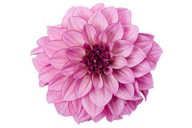 Dahlia Hypnotica 2.5L