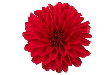 Dahlia Hypnotica 2.5L