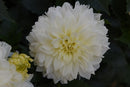 Dahlia Hypnotica 2.5L
