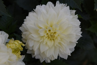 Dahlia Hypnotica 2.5L