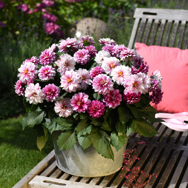 Dahlia Dahlianova® - 13CM