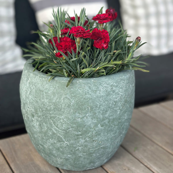 Dianthus Sprint Bordeaux - 1.5L