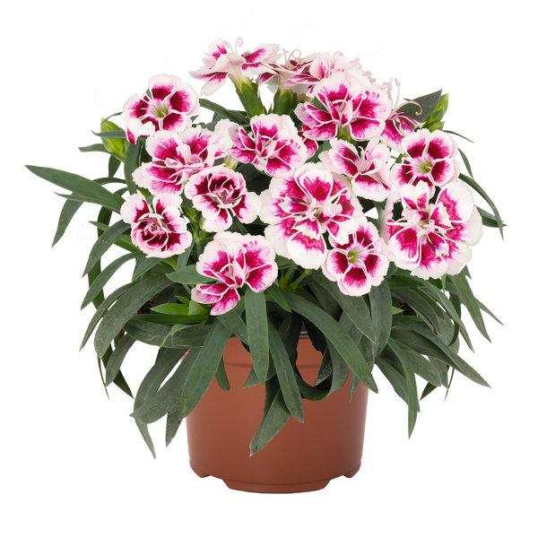 Dianthus Sprint Fancy White - 1.5L
