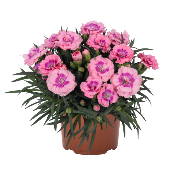 Dianthus Sprint Pink Shades - 1.5L