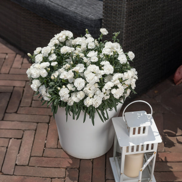 Dianthus Sprint White - 1.5L