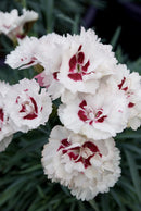 Dianthus Coconut Sundae 1.9L