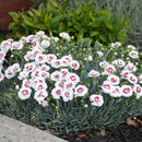 Dianthus Coconut Sundae 1.9L