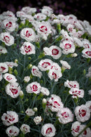 Dianthus Coconut Sundae 1.9L
